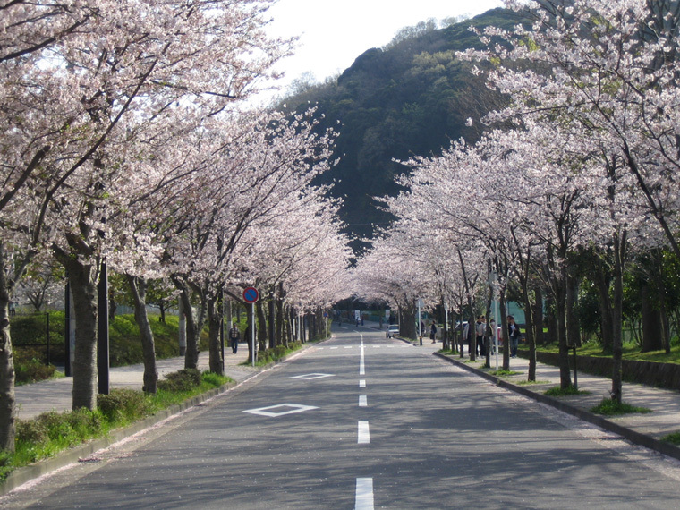 桜並木