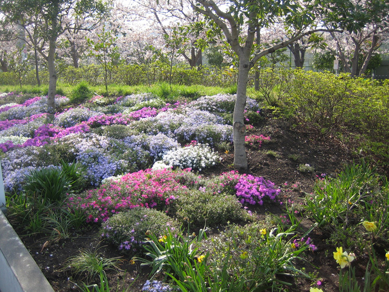 芝桜